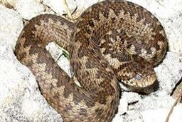 زنده گیری مار افعی در خانه یکی از محله های تهران