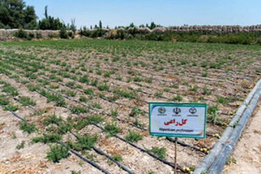 دریاچه ارومیه