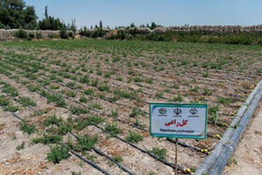 دریاچه ارومیه