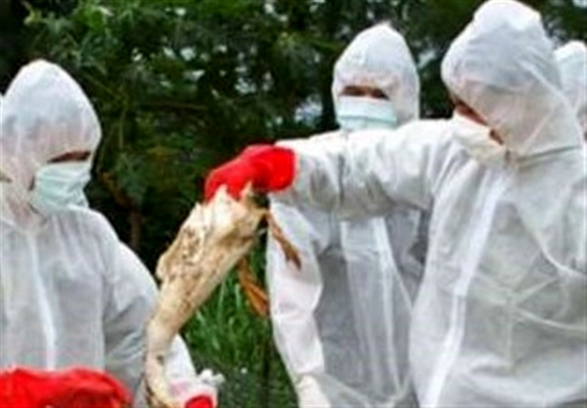 خرمآباد|شیوع آنفلوآنزای فوق حاد پرندگان در خرمآباد؛ 300 پرنده دریاچه کیو معدوم میشود