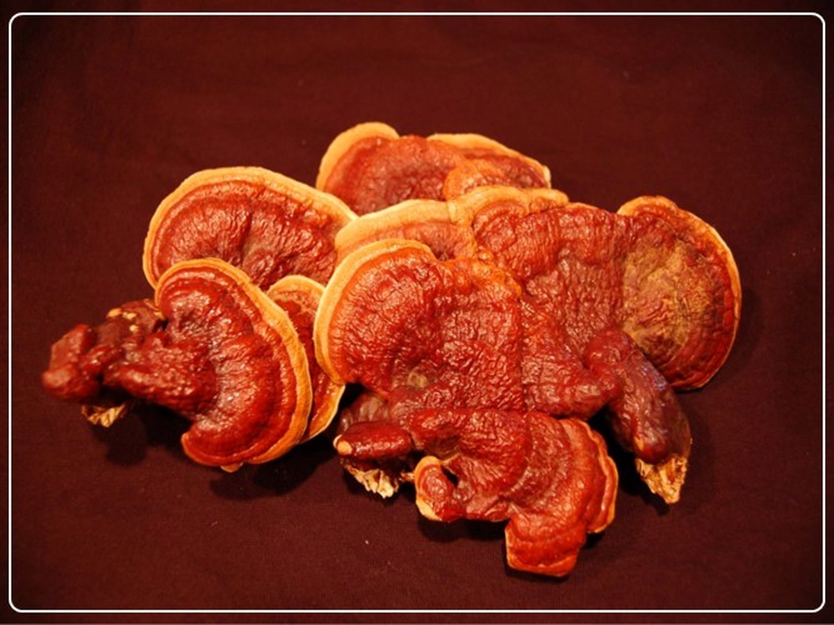 مقایسه خواص قارچ گانودرما و قارچ صدفی