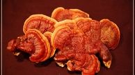 مقایسه خواص قارچ گانودرما و قارچ صدفی