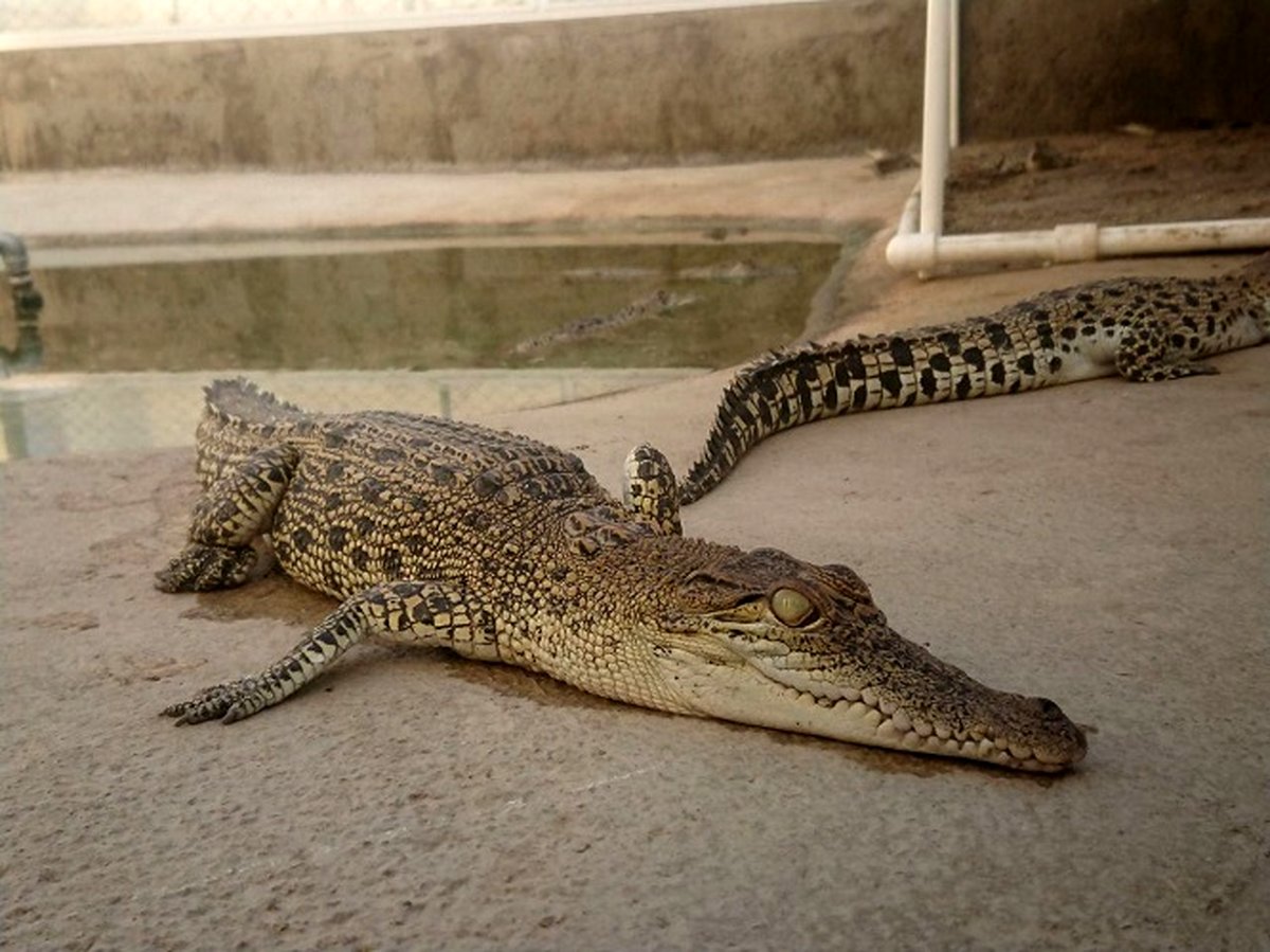 پرورش کروکودیل چقدر سرمایه نیاز دارد؟