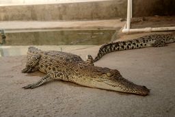 پرورش کروکودیل چقدر سرمایه نیاز دارد؟