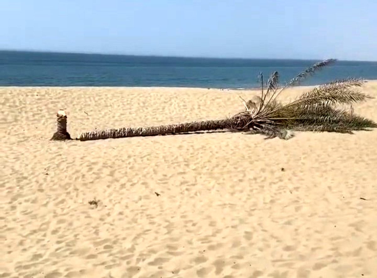 دلیل قطع تک درخت درک چه بود؛ بدحجابی یا حسادت؟