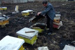 زنبور ها سوختند