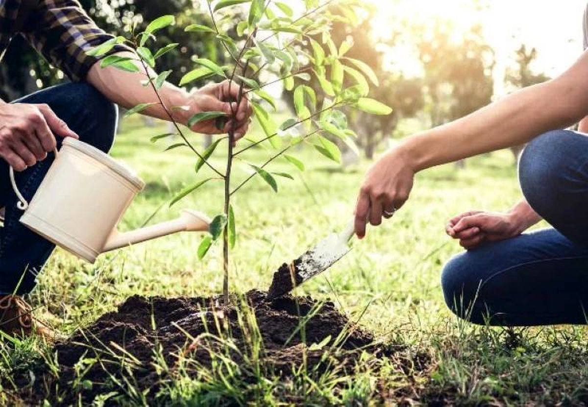 راهنمای خرید نهال: انتخاب هوشمندانه گیاهان برای فضای سبز سالم