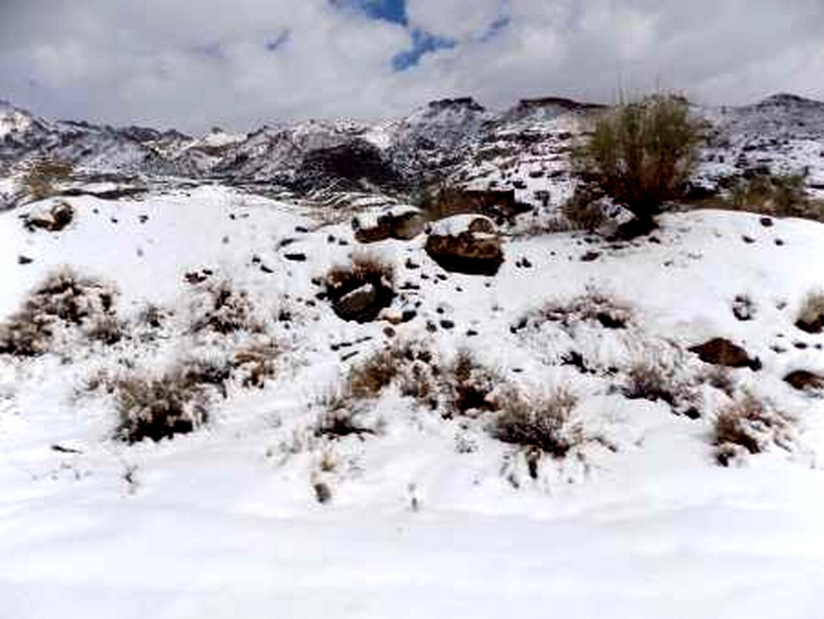 تفتان بزرگ سفید پوشید