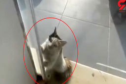 از فاجعه ای که هواس پرتی راننده کامیون رقم زد تا نجات لاک پشت غول پیکر + 10 فیلم حادثه ای