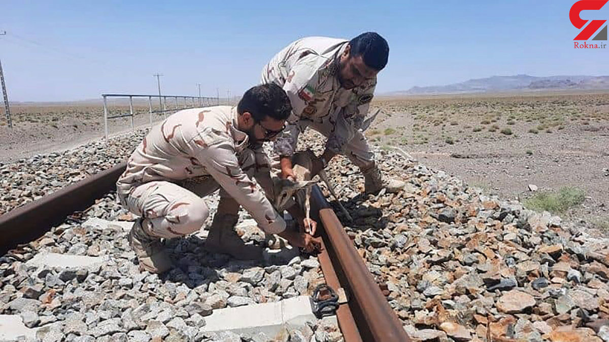عکس دیدنی از نجات بچه آهو توسط مرز داران هنگ تایباد / روی ریل راه آهن گرفتار شده بود