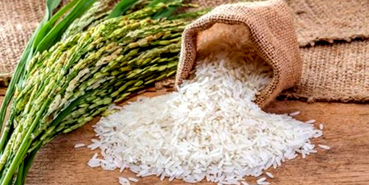 اعلام نرخ تبدیل شلتوک به برنج در شالیکوبی‌های گیلان