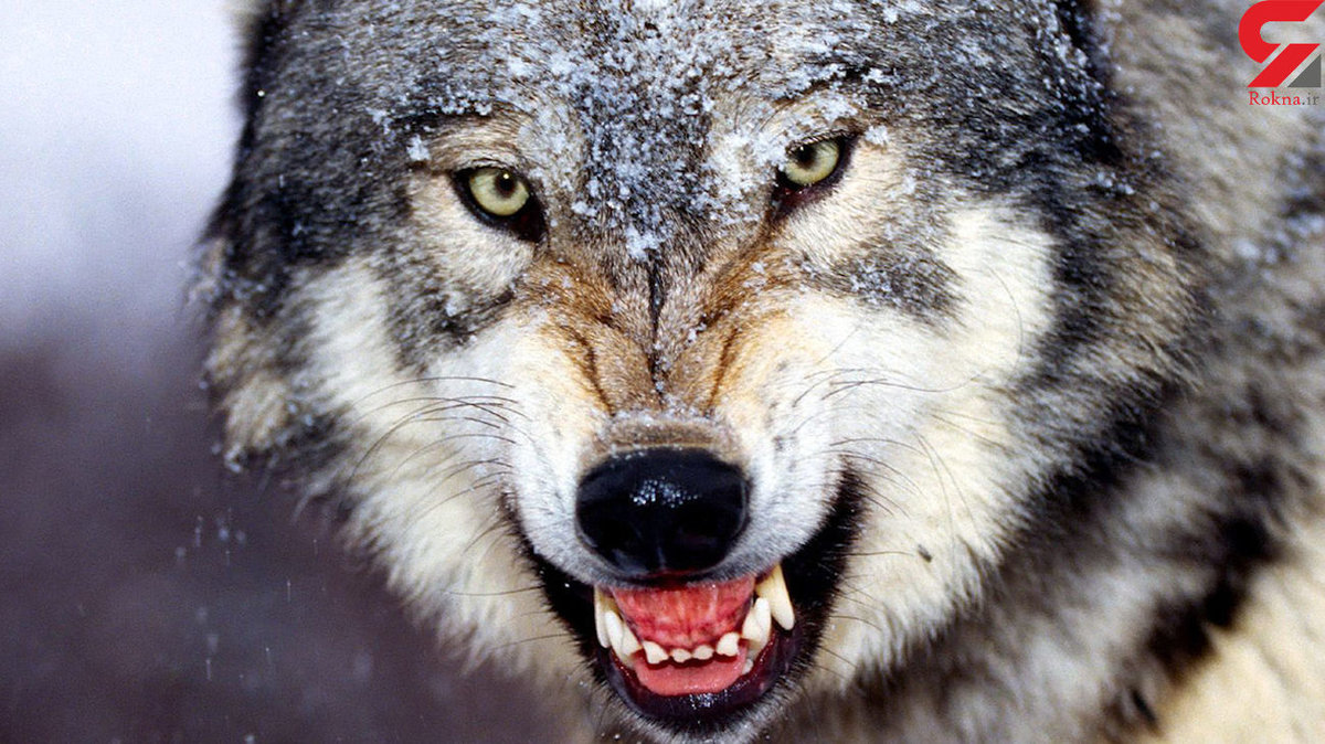 گرگ ها در مولوی تهران همدیگر را دریدند / بازگشت گرگ فراری و فاجعه دوم