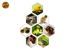 پرورش انواع طیور