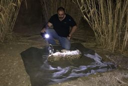 دامپزشک پردیسان: رباینده توله یوزپلنگ آسیایی یک محیط‌بان است!