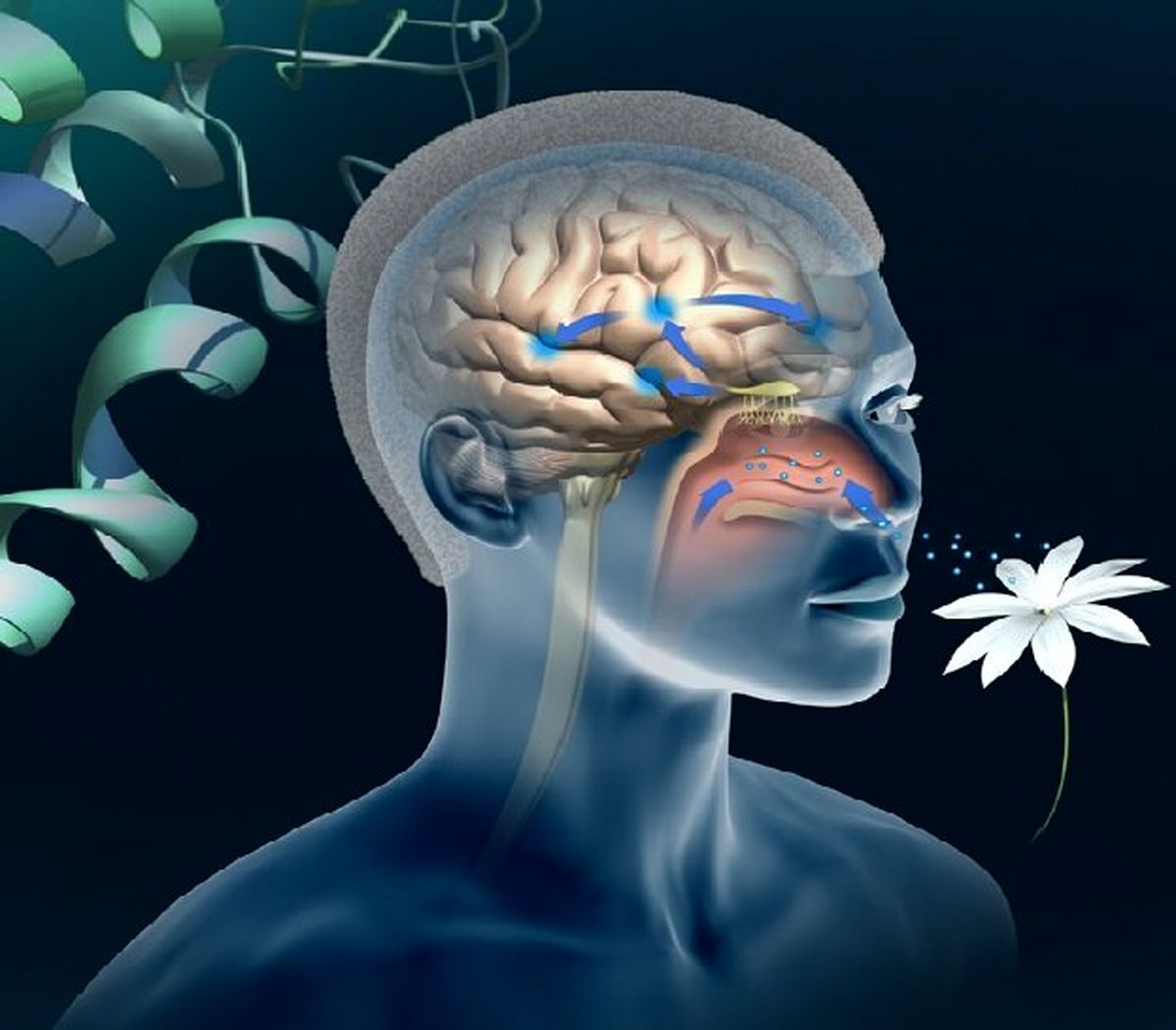 یک تست جدید برای تشخیص آلزایمر
