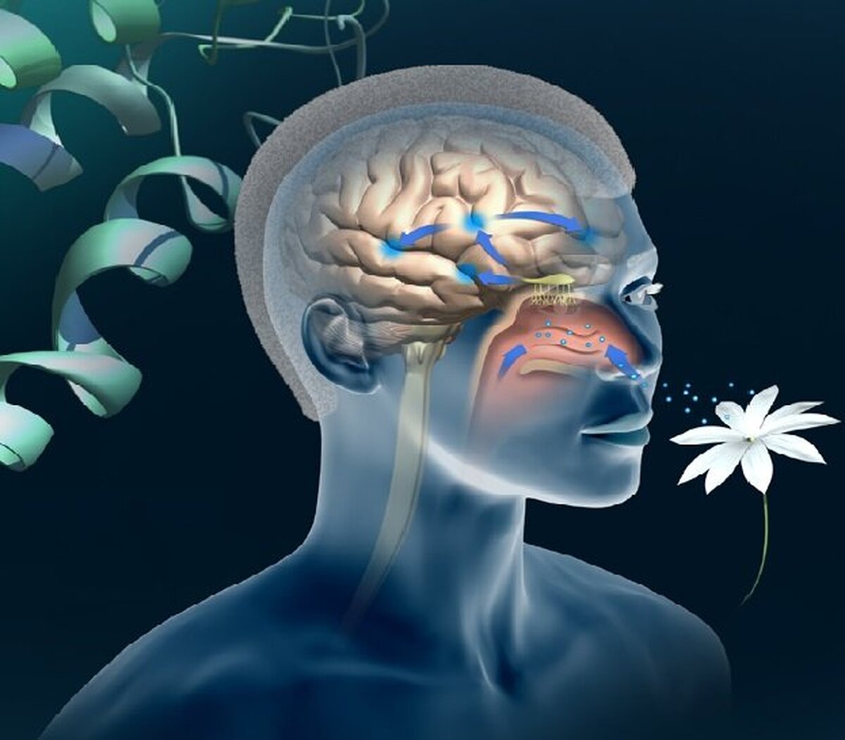 یک تست جدید برای  تشخیص آلزایمر