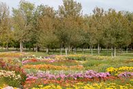 باغ گیاه شناسی/ نمایشگاه گلهای داوودی