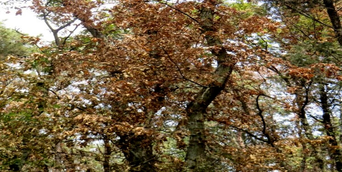 بیماری جدید در جنگل‌های شمال