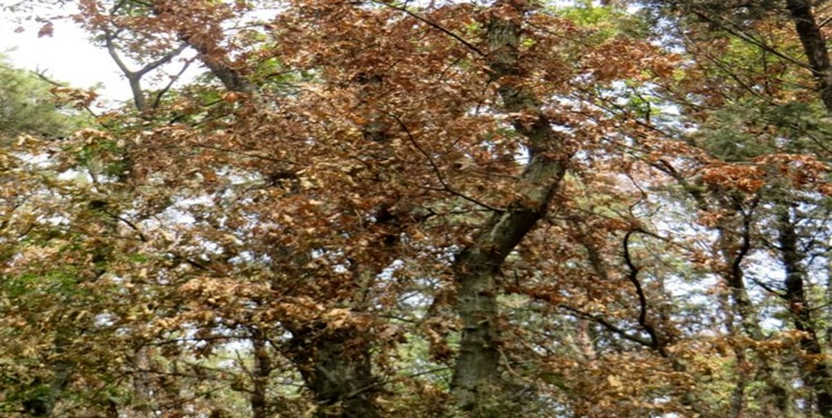 بیماری جدید در جنگلهای شمال
