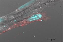 ژن عامل  پیری شناسایی شد