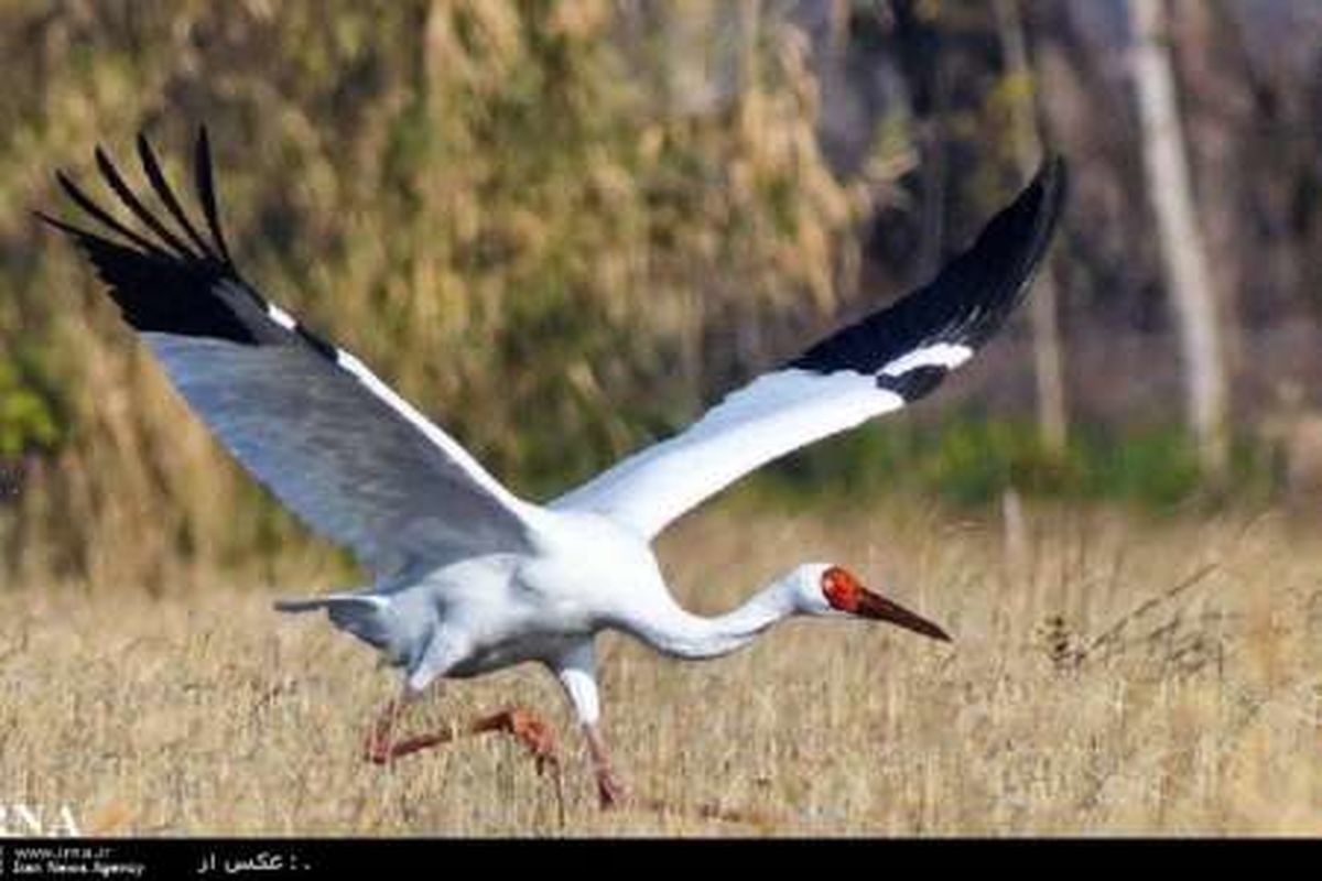 مهمان سیبری 3 روز زودتر رفت