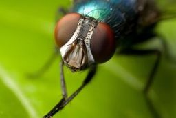 آیا مگس خانگی حامل ویروس کرونا است؟