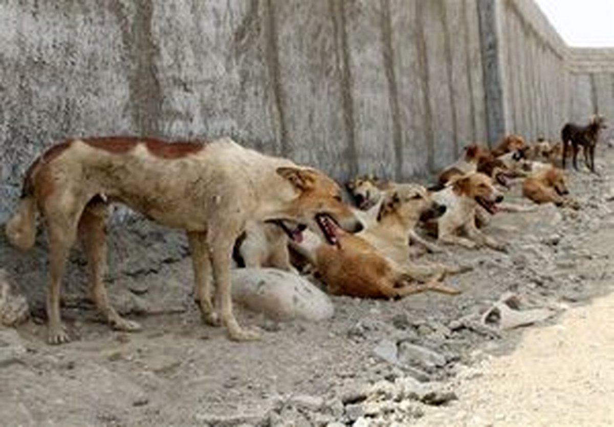 خطر تولید گرگاسهایی که انسانگریز نیستند