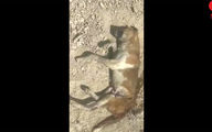 فیلم کشتار بی رحمانه 1000 سگ در دماوند ! / مسئول پناهگاه سگ‌های گندک را محبوس کردند !