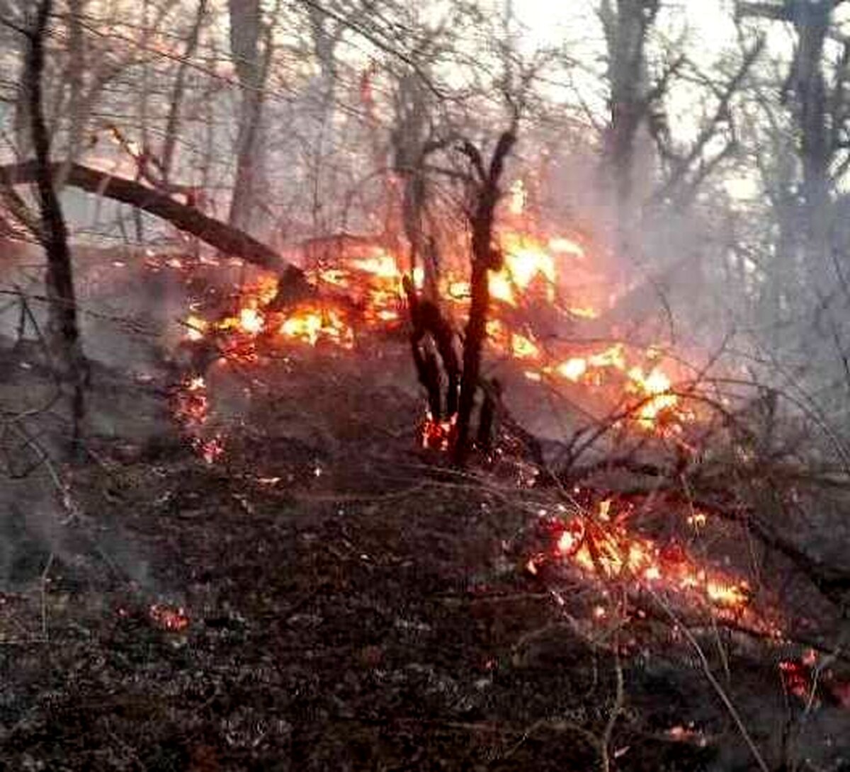 باد شدید جنگل‌های گلستان را شعله‌ور کرد