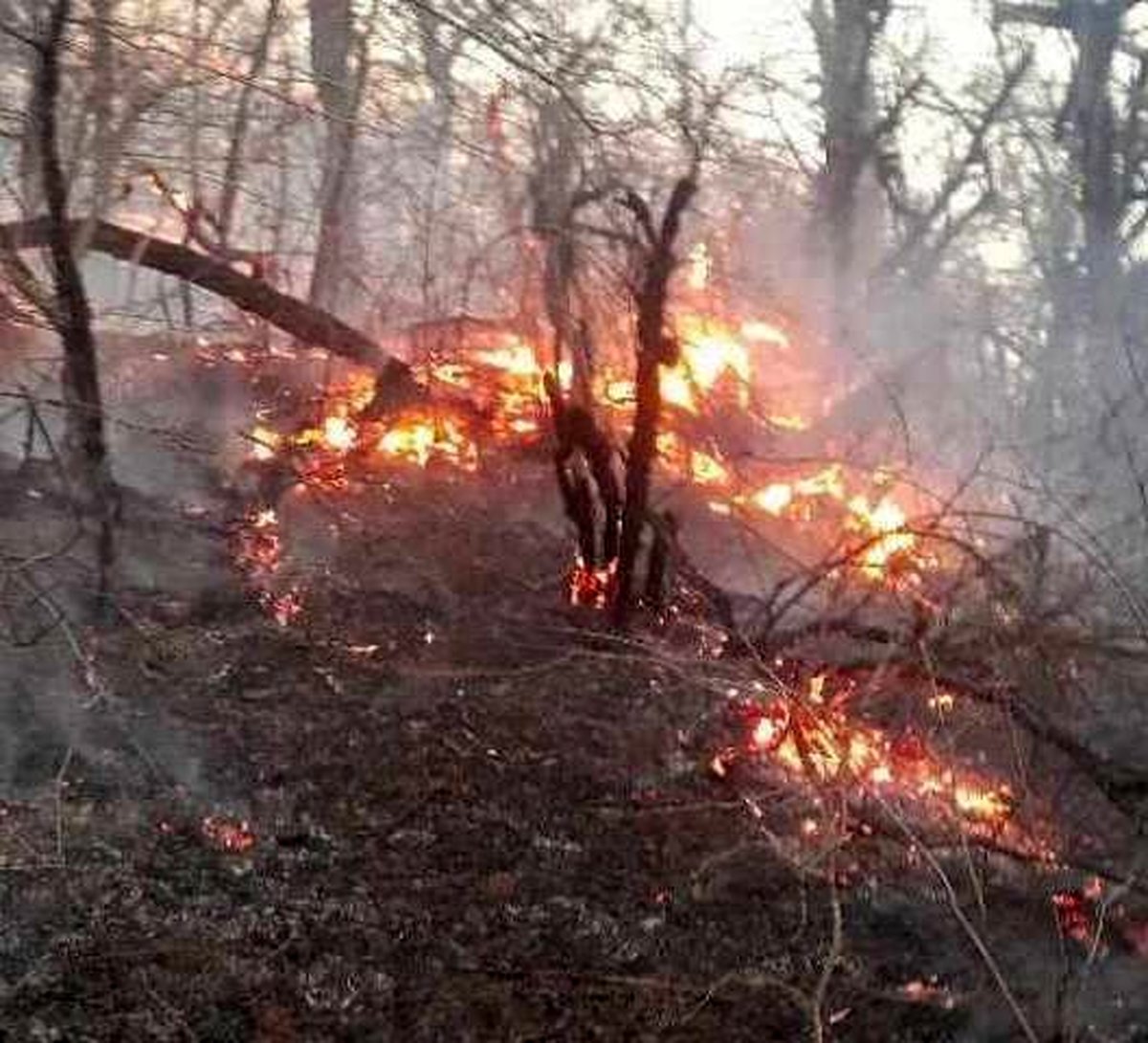 باد شدید جنگلهای گلستان را شعلهور کرد