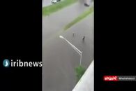 نیویورک را آب برد