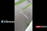 نیویورک را آب برد