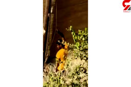 فیلم جالب از سرقت کابل برق در روز روشن / سارق خونسرد با چاقو جولان می داد