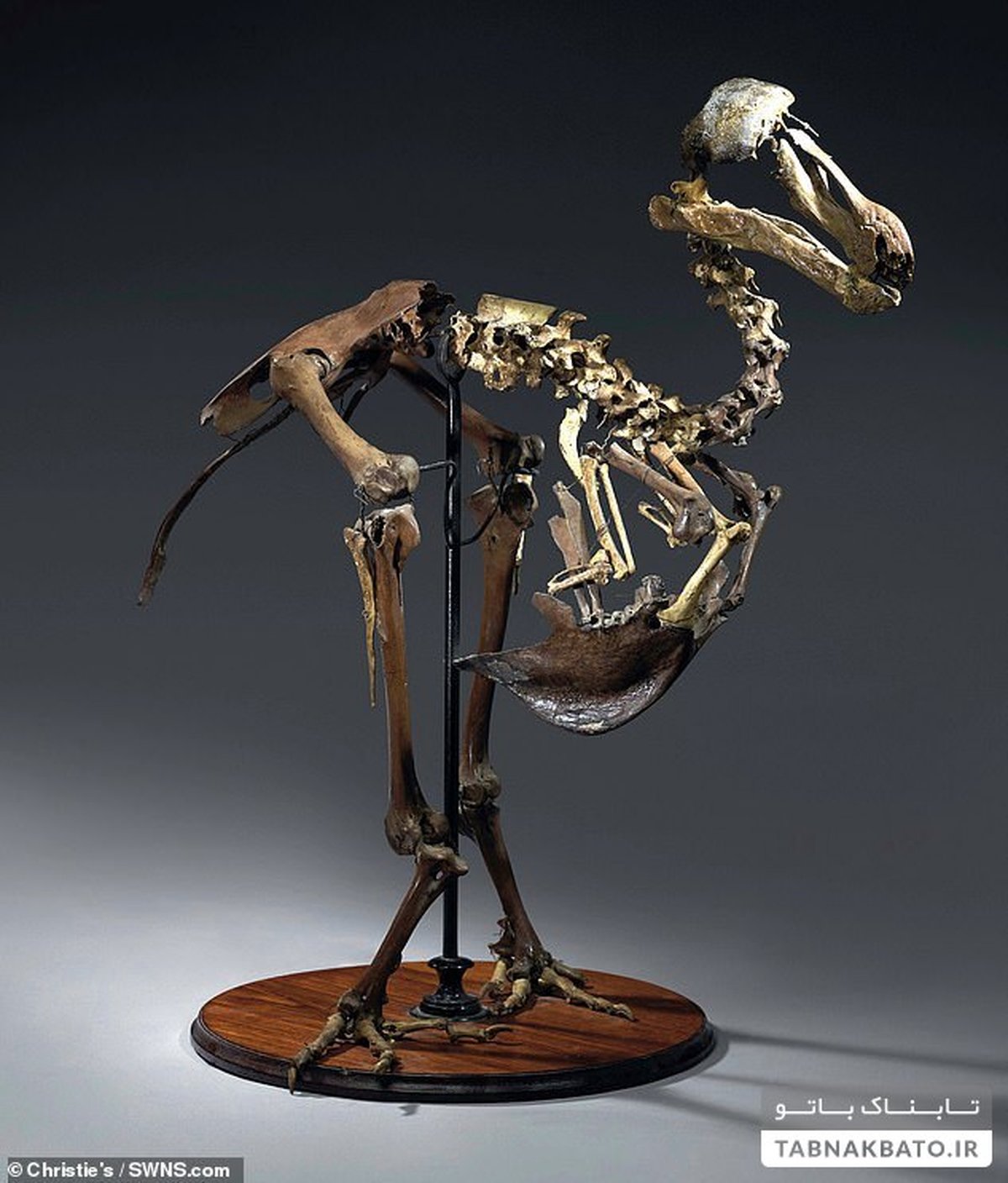 پرنده دودو/ فروش اسکلت پرندهای عجیب در حراجی + تصاویر