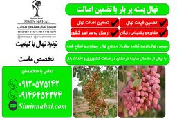 خرید نهال پسته مرغوب با تضمین اصالت و رشد