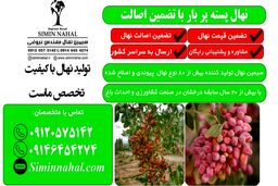 خرید نهال پسته مرغوب با تضمین اصالت و رشد