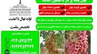 خرید نهال پسته مرغوب با تضمین اصالت و رشد