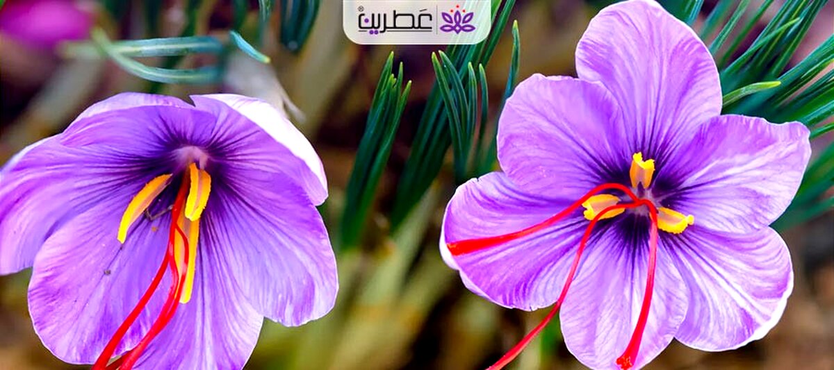 در مورد فواید و مضرات زعفران برای بدن بیشتر بدانید