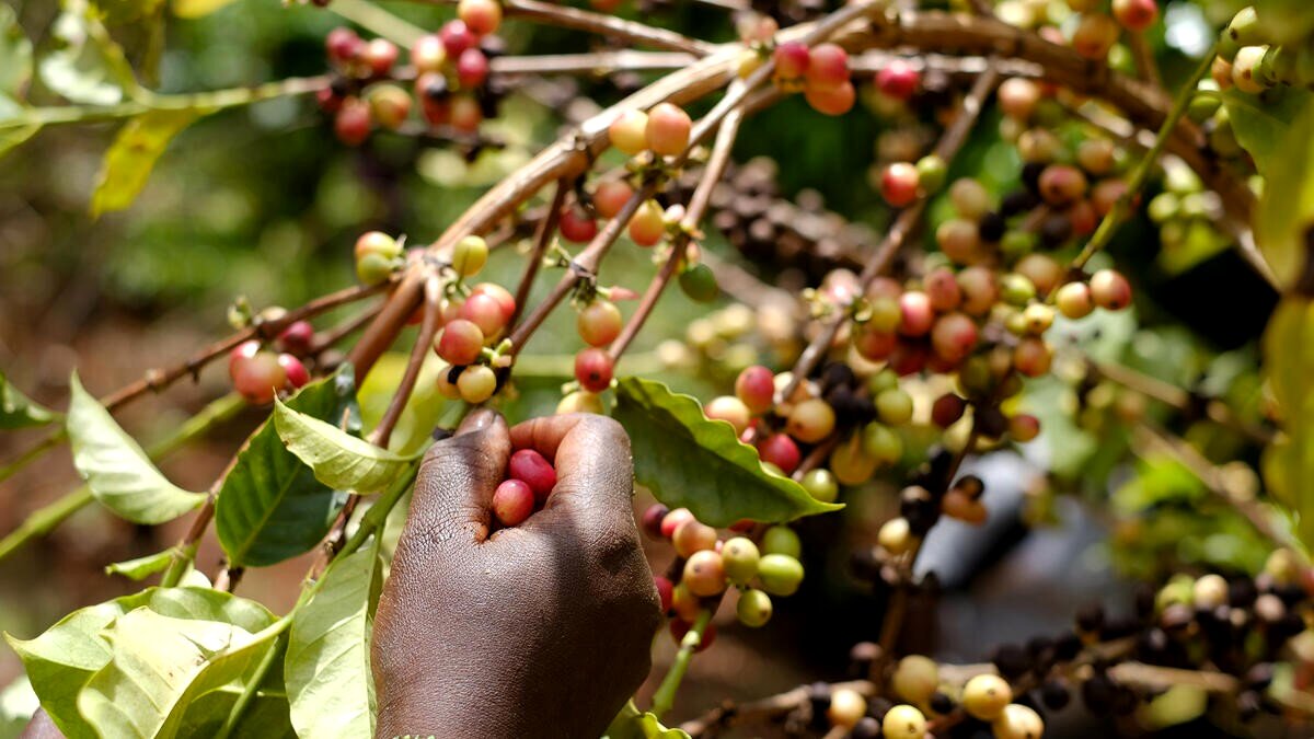 قهوه منصفانه یا fair trade چیست؟