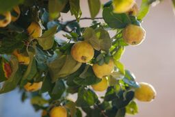 کامل ترین راهنمایی جهت خرید نهال به اصفهان