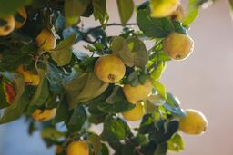 کامل ترین راهنمایی جهت خرید نهال به اصفهان