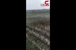 اصابت موشک ارمنستانی به خاک ایران |فیلم