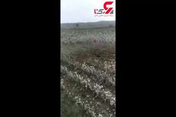 اصابت موشک ارمنستانی به خاک ایران |فیلم