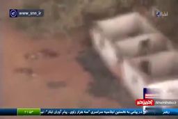 مرگ مغز متفکر یک نسل کشی!