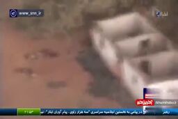 مرگ مغز متفکر یک نسل کشی!