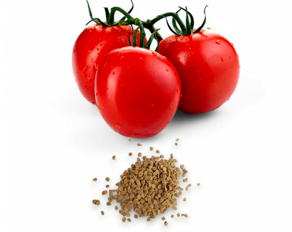 کشاورزان بخوانند: بهترین بذرهای گوجه فرنگی وارد بازار شد