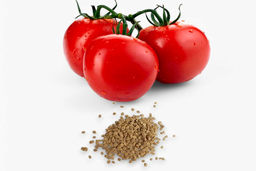 کشاورزان بخوانند: بهترین بذرهای گوجه فرنگی وارد بازار شد