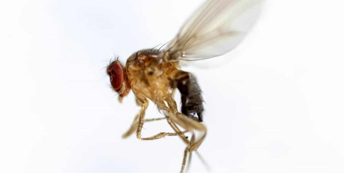 امیدی برای مبارزه با پیری با کمک حشرات