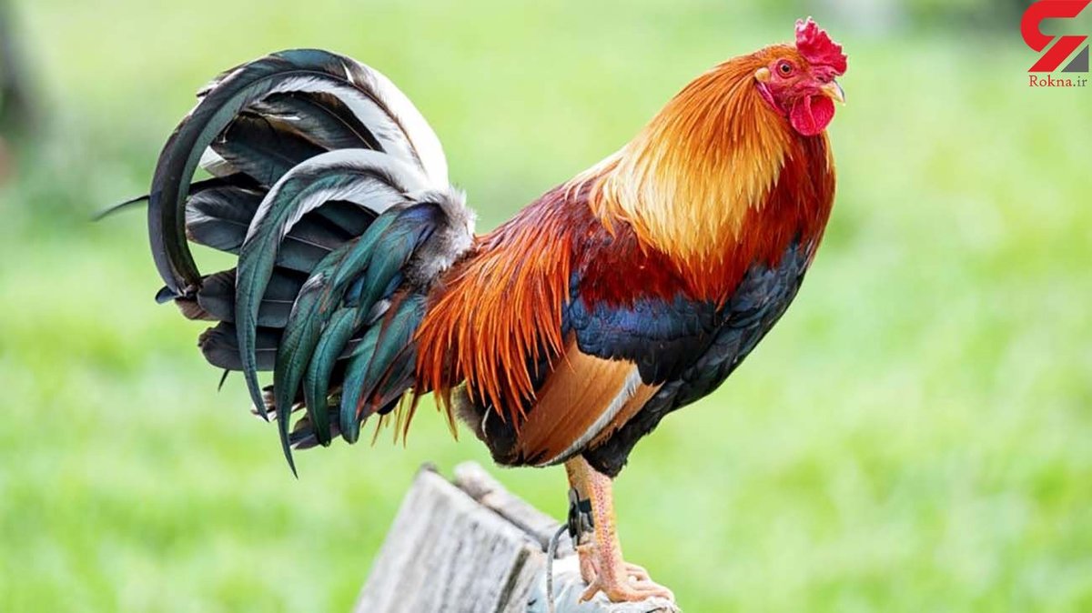 کشف راز سیاه زیر پای مرغ و خروسها