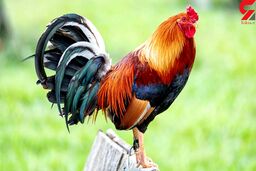 کشف راز سیاه زیر پای مرغ و خروس‌ها